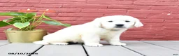 Golden Retriever dogs for sale: Barry - Ad 5