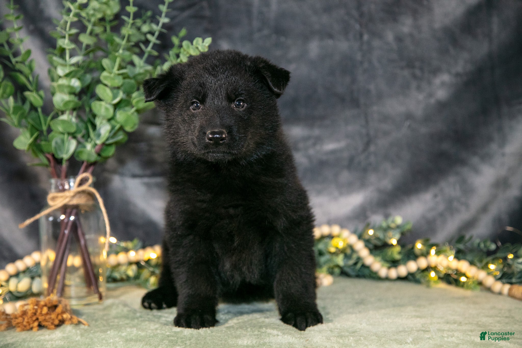 German Shepherd dogs May - Ad 1