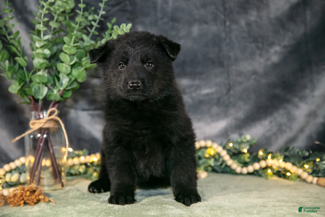 German Shepherd dogs for sale: May - Ad 1