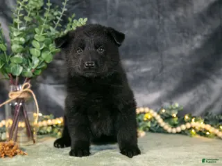 German Shepherd dogs for sale: May - Ad 1