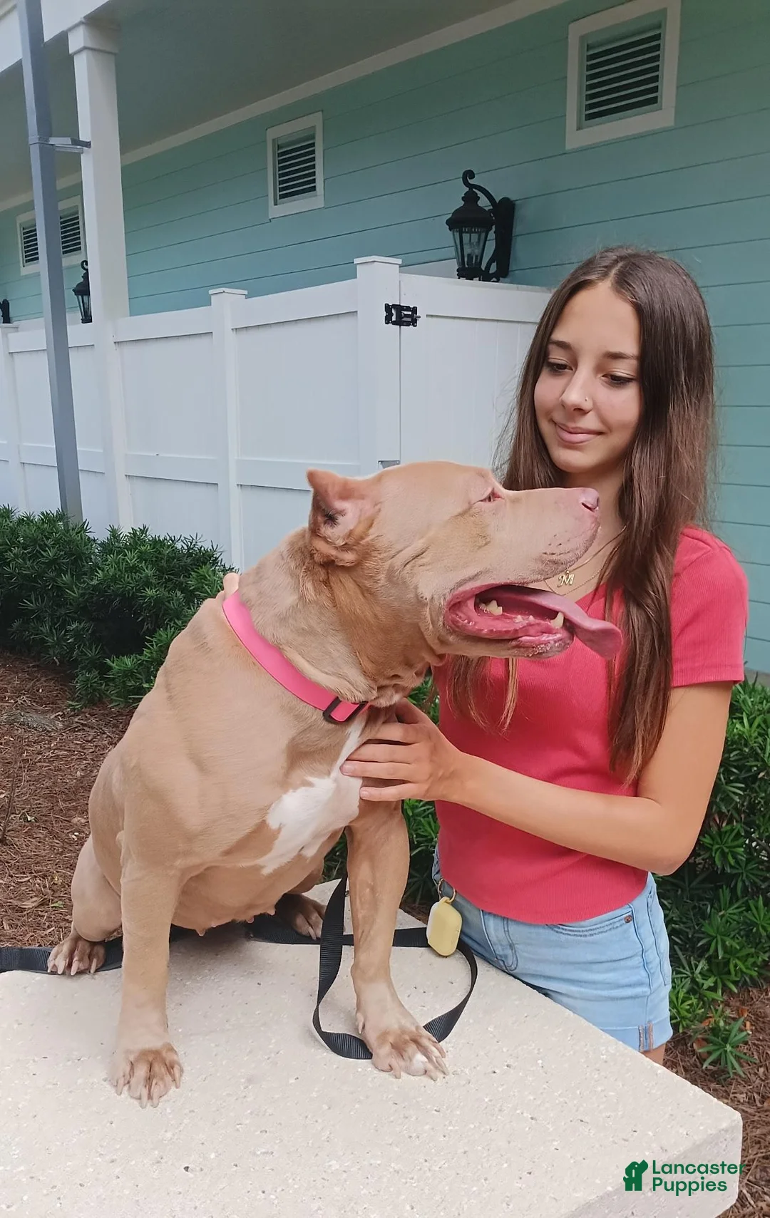 American Bully dogs for sale: American Bully 1 - Ad 2