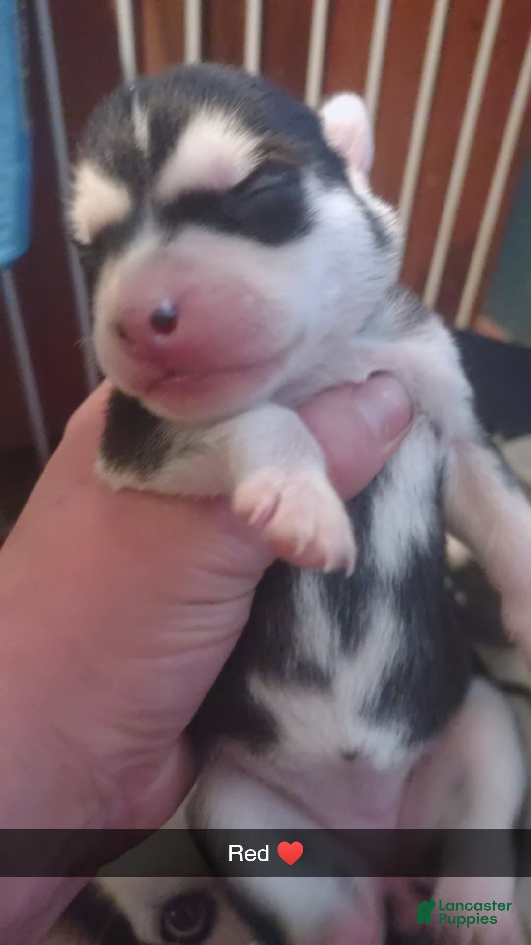 Blue Eyes Husky Puppies Near Me Siberian Husky Puppy For Sale In
