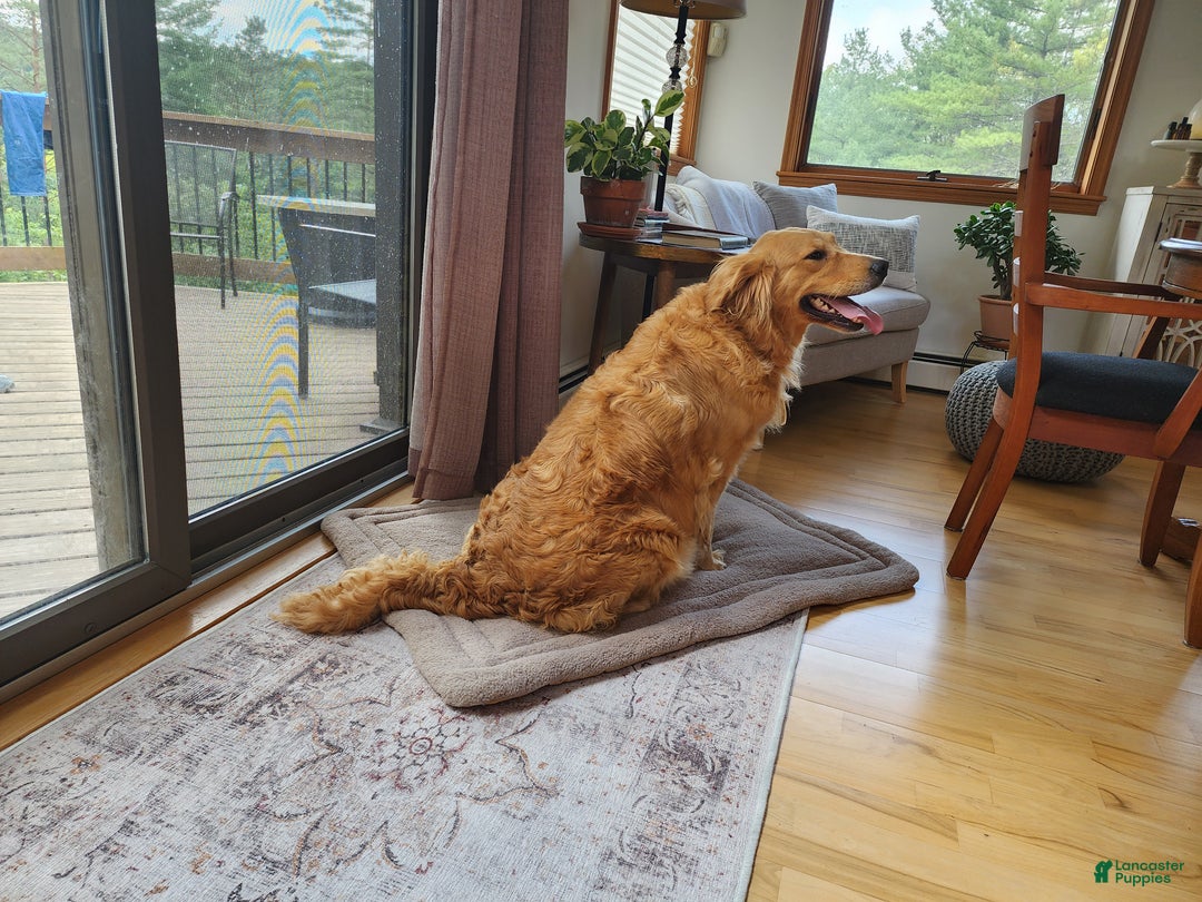 Golden Retriever dogs for sale: Golden Retriever Puppy 1 - Ad 2