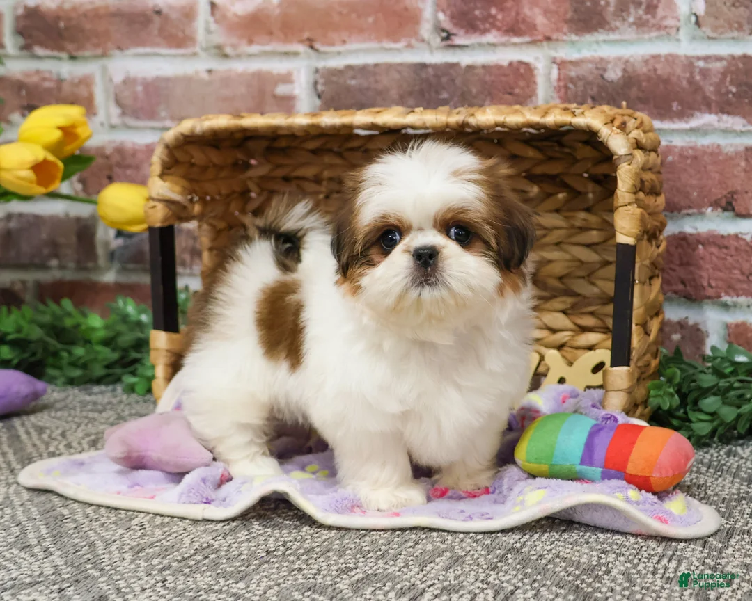 Shih Tzu dogs for sale: Dolly - Ad 4