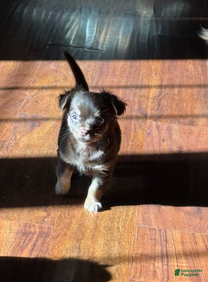 Chihuahua dogs Willie - Ad 13