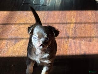 Chihuahua dogs Willie - Ad 13