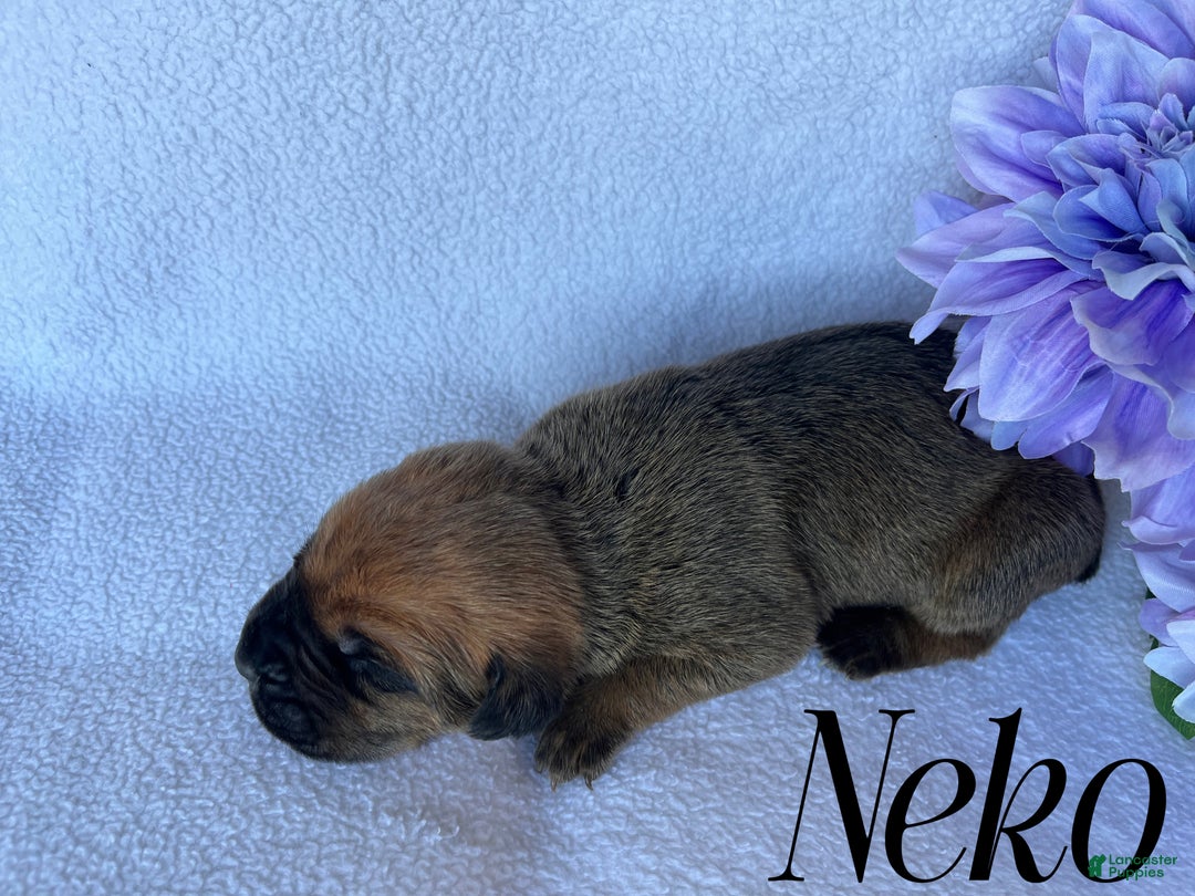 Cane Corso dogs for sale: Neko - Ad 2