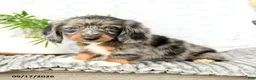 Miniature Dachshund dogs for sale: Houston - Ad 2