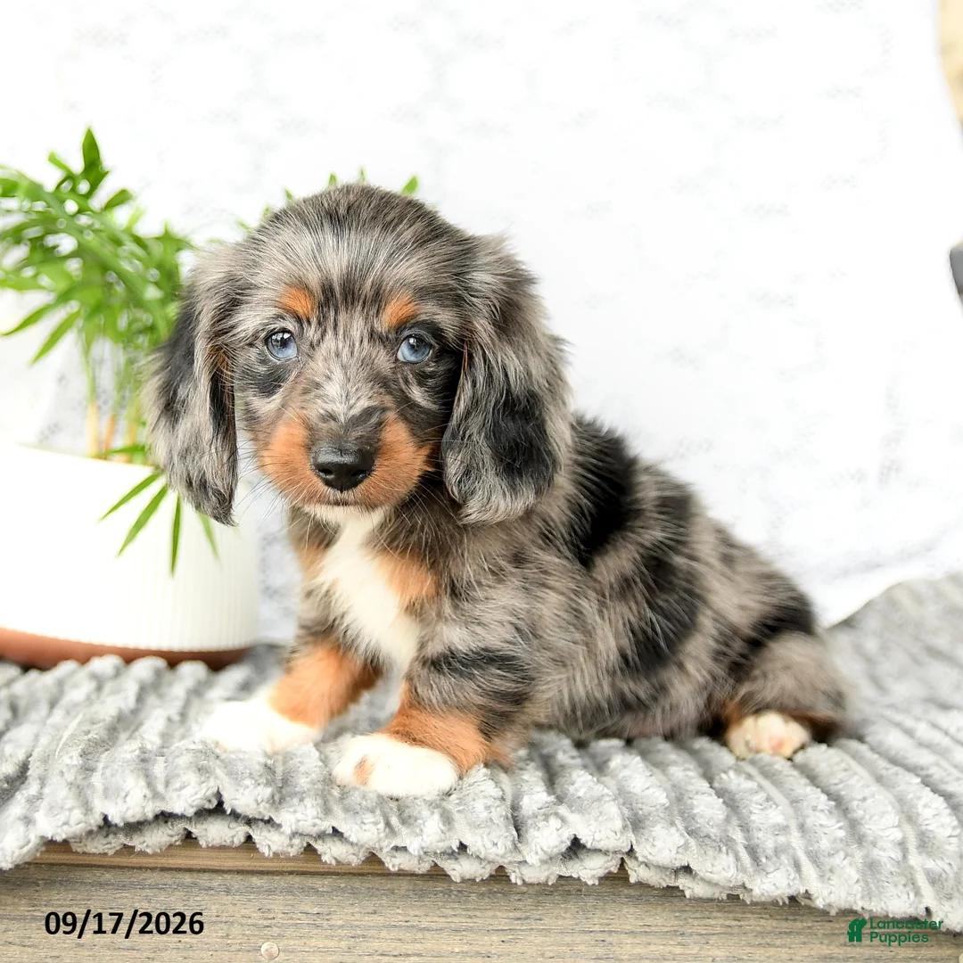 Miniature Dachshund dogs for sale: Houston - Ad 2