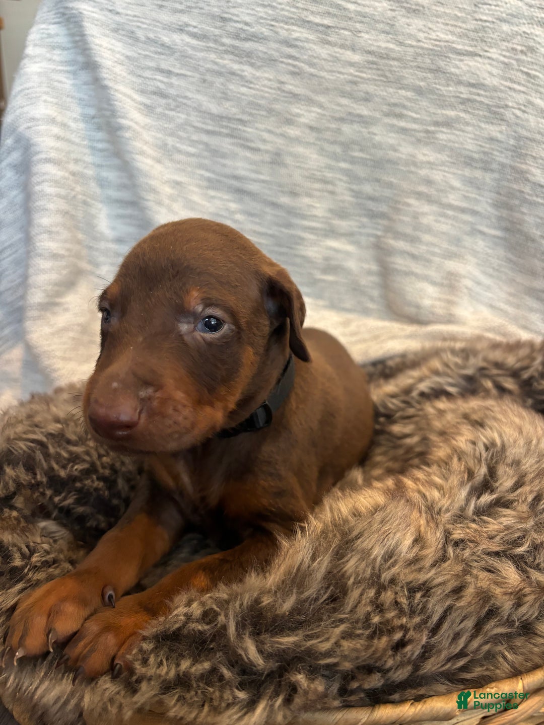 Doberman Pinscher dogs for sale: Atlas - Ad 2
