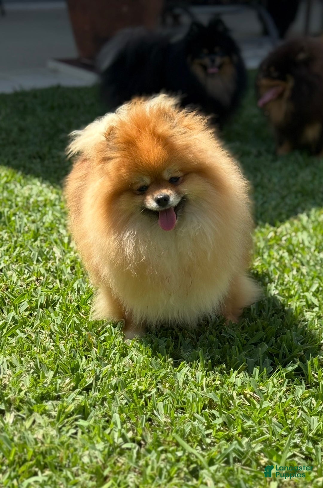 Pomeranian dogs for sale: Pomeranian Puppy 2 - Ad 2