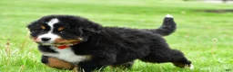Bernese Mountain Dog dogs for sale: Rick - Ad 3