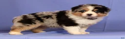 Miniature Australian Shepherd dogs for sale: Jill - Ad 1