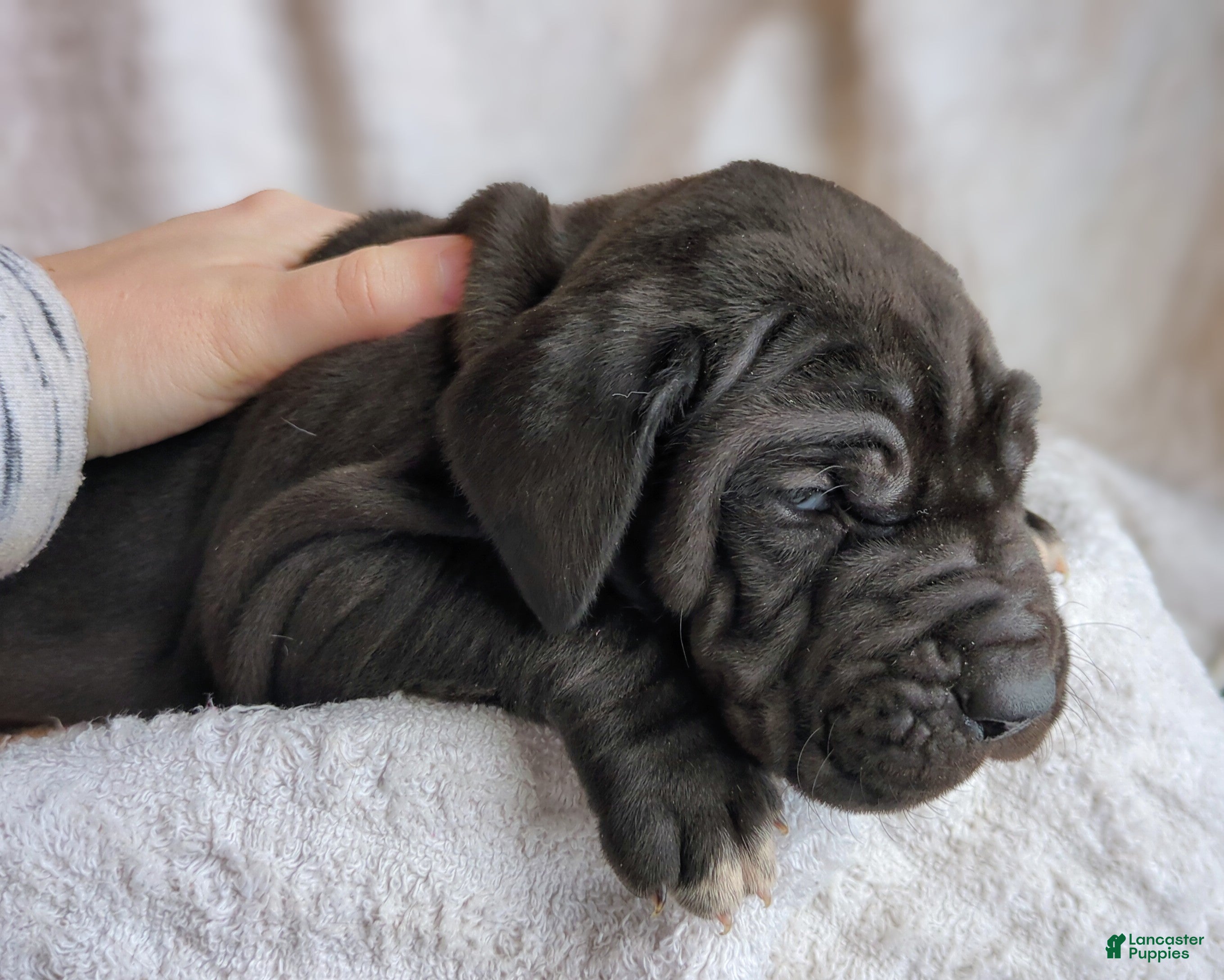 Great Dane dogs Ebony - Ad 2