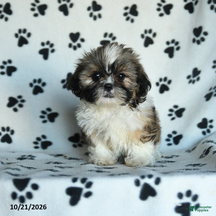 Shih Tzu dogs Tula - Ad 1