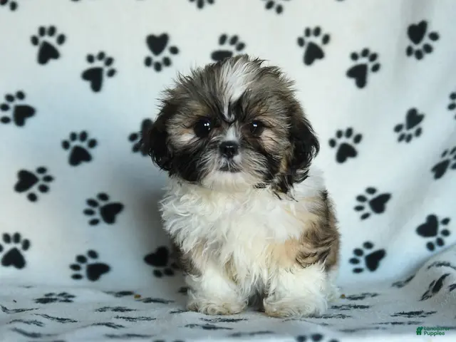 Shih Tzu dogs for sale: Tula - Ad 1