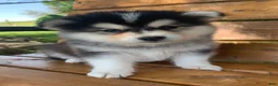 Alaskan Klee Kai dogs for sale: Happy Little Charlotte! - Ad 1