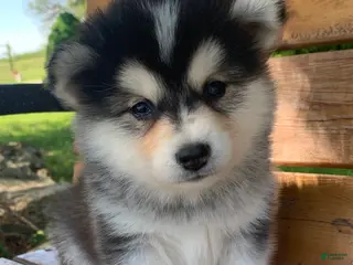 Alaskan Klee Kai dogs Happy Little Charlotte! - Ad 9