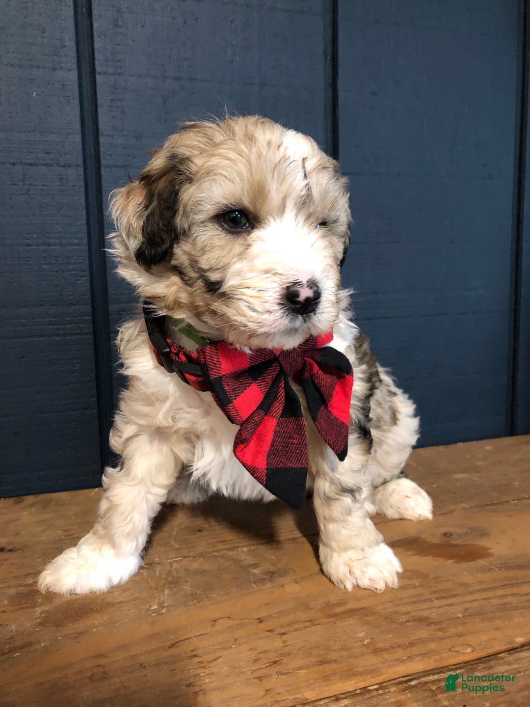 Aussiedoodle dogs for sale: Ember - Ad 3