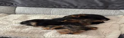 Yorkshire Terrier dogs for sale: Yorkshire Black - Ad 3