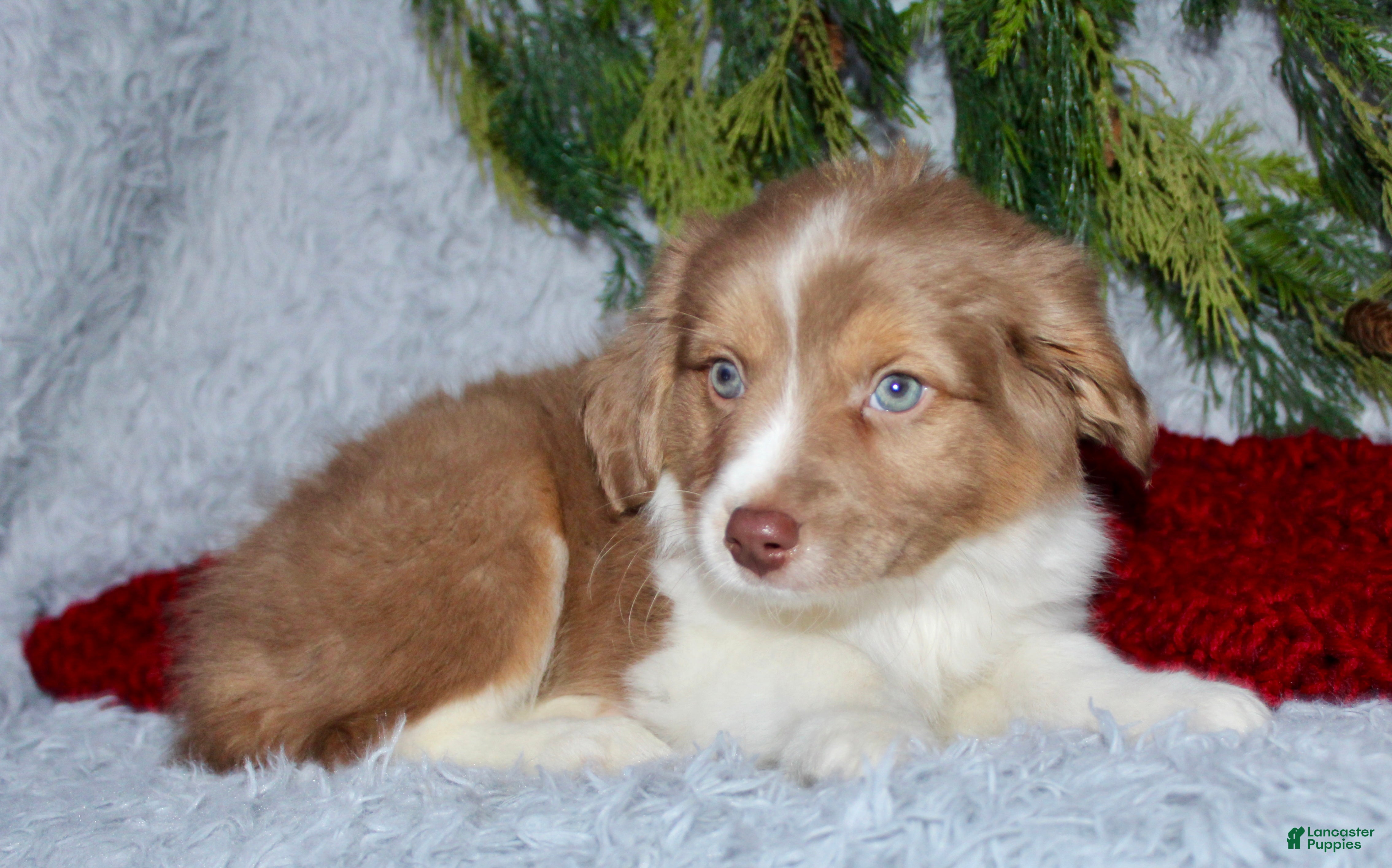 Miniature Australian Shepherd dogs Jesse - Ad 2