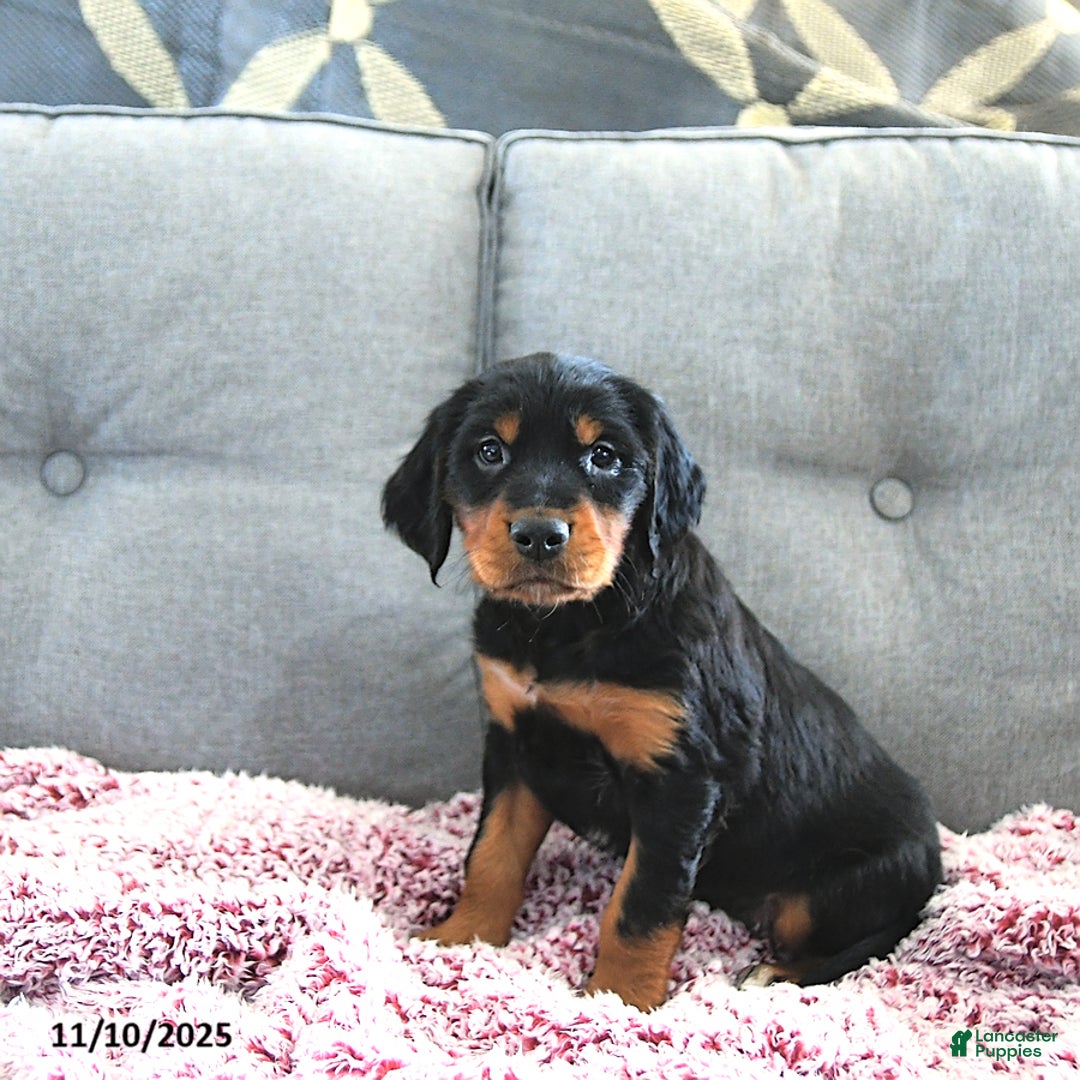 Mixed Breed dogs for sale: Dexter - Ad 2