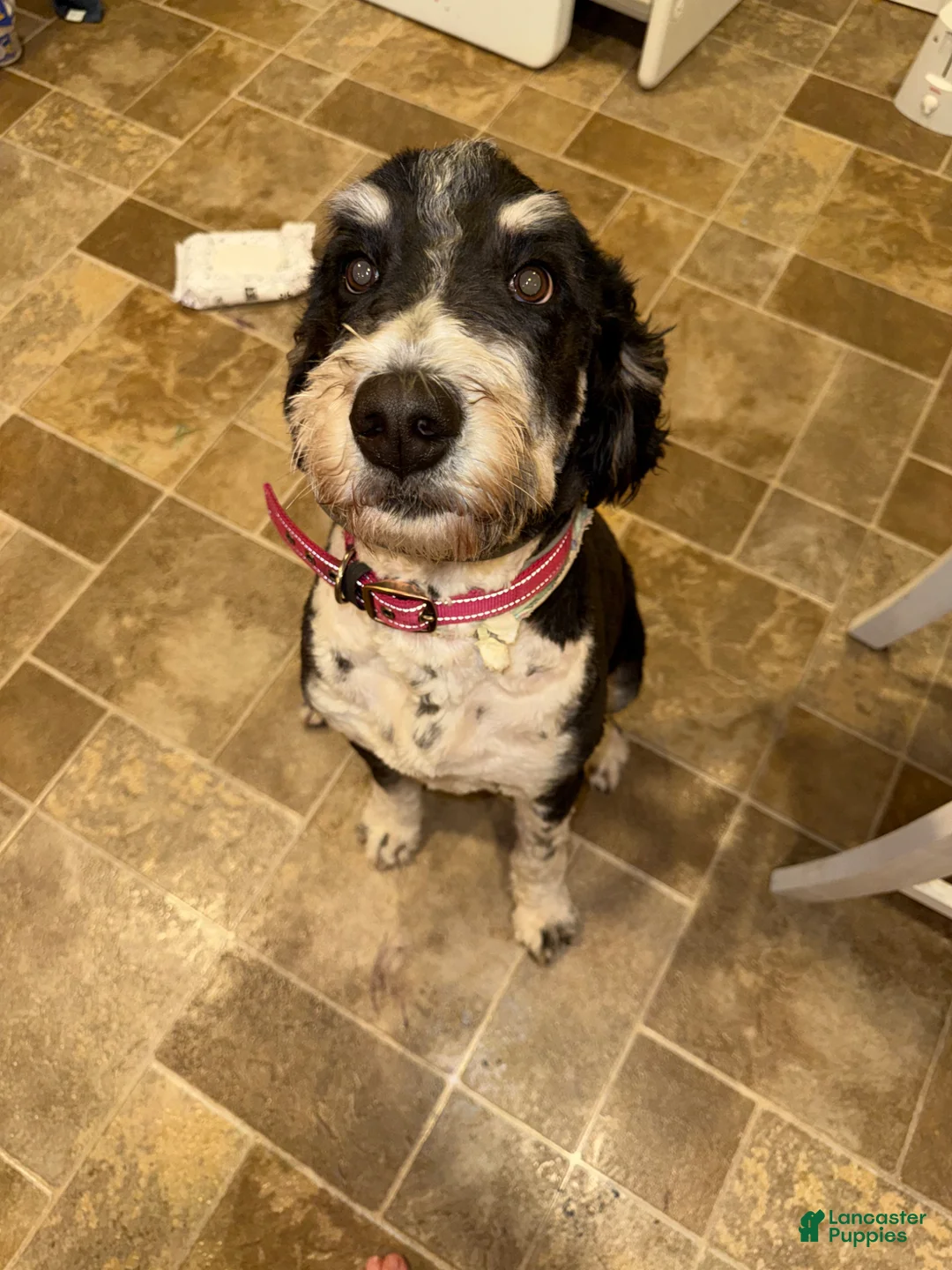 Bernedoodle dogs for sale: Maggie  - Ad 2