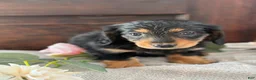 Miniature Dachshund dogs for sale: Mac - Ad 4