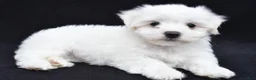 Maltese dogs for sale: Bo - Ad 6