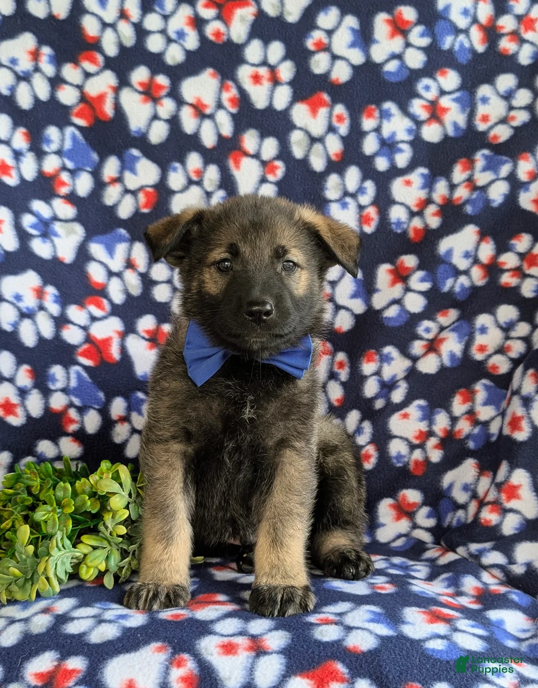 Mixed Breed dogs for sale: Bain - Ad 2