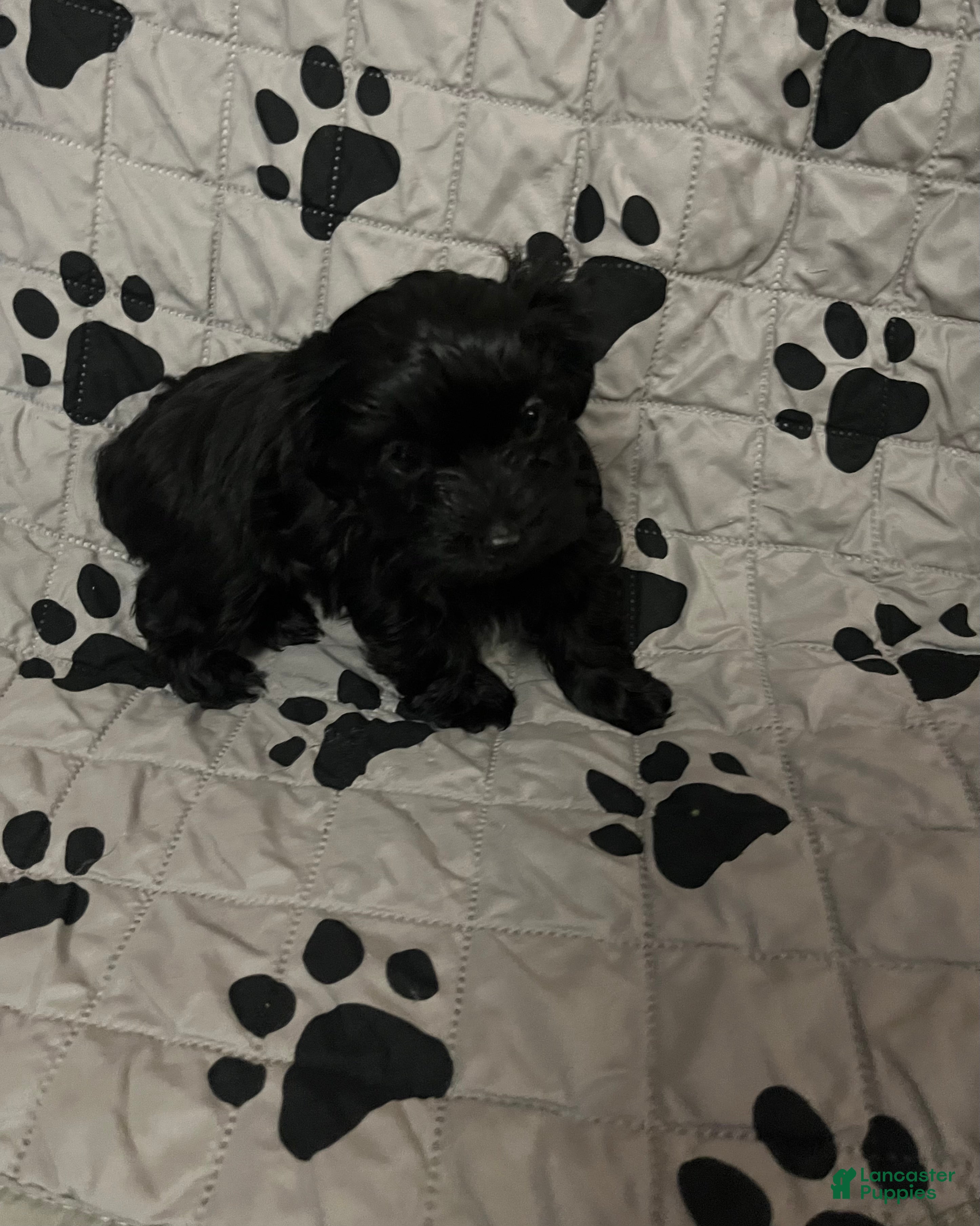 Yorkiepoo dogs Black Beauty (BB) - Ad 2