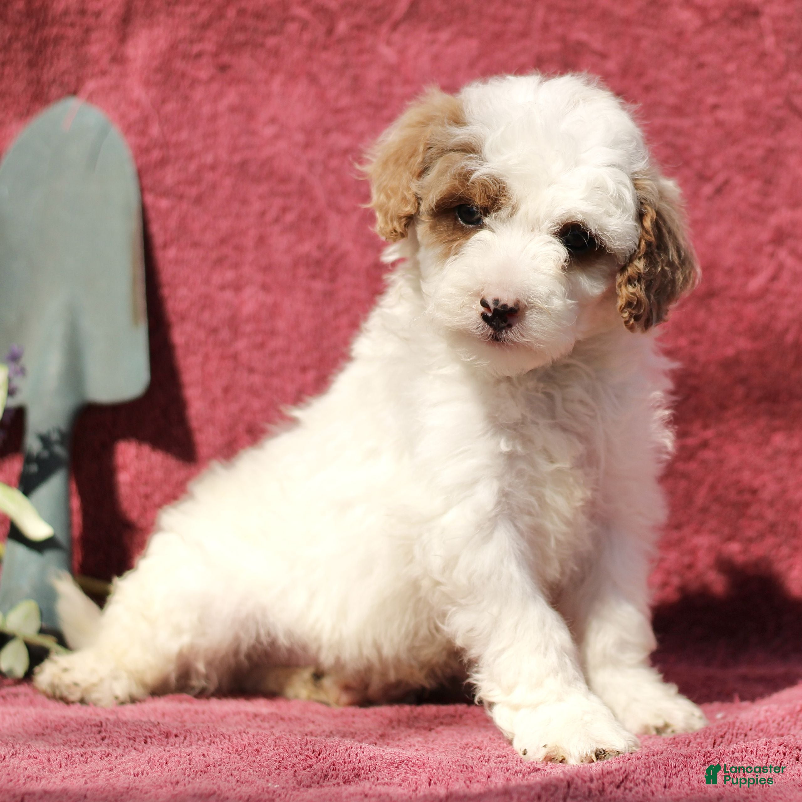 Mini Goldendoodle dogs Charlie  - Ad 1
