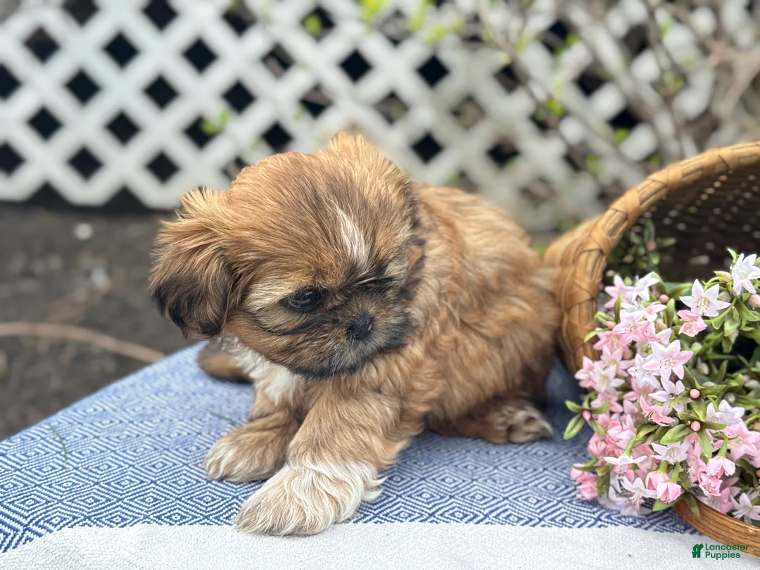 Shih Tzu dogs for sale: Lily - Ad 2