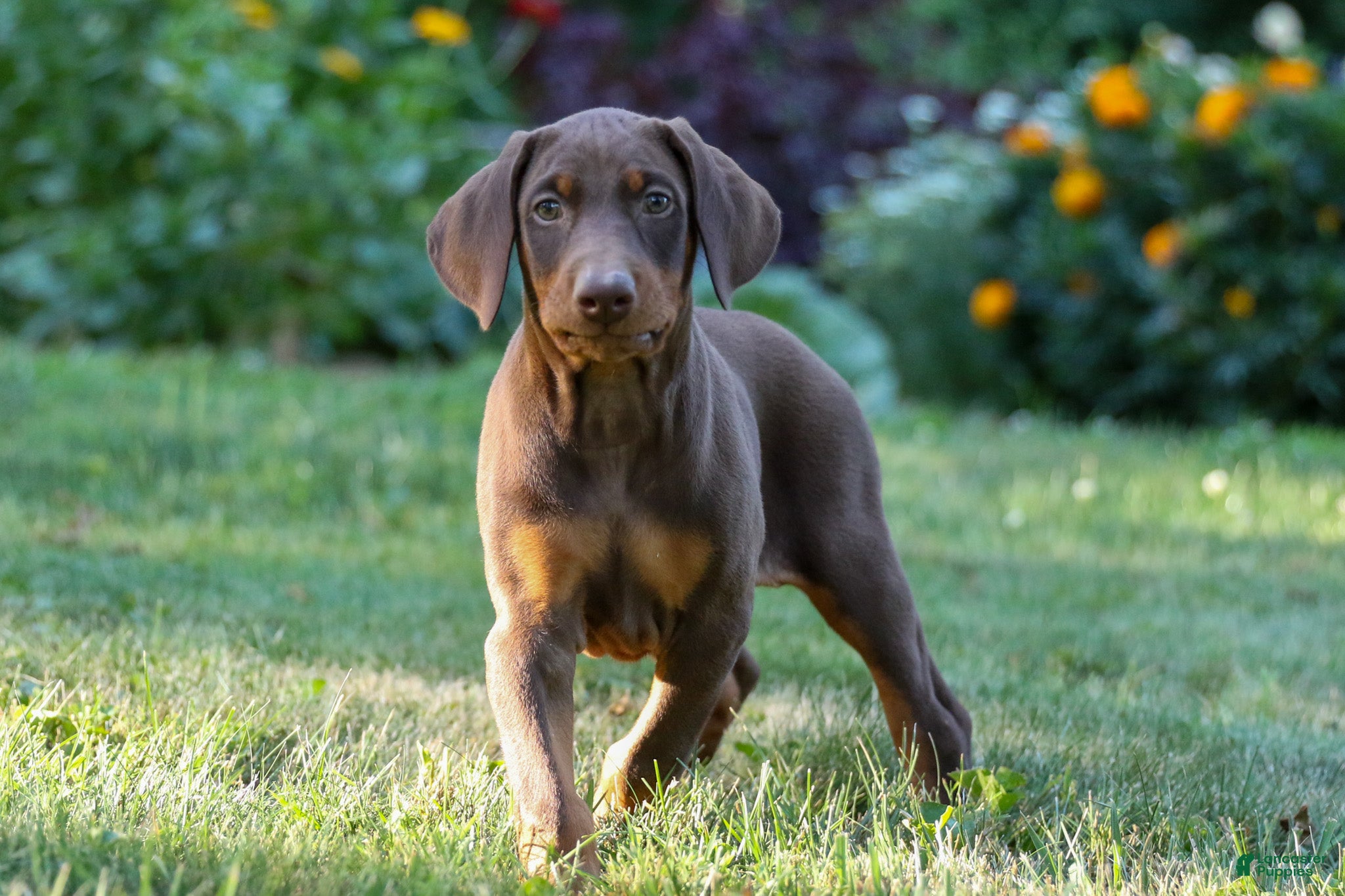 Doberman Pinscher dogs GEMMA - Ad 2