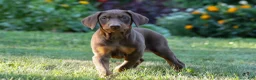 Doberman Pinscher dogs for sale: GEMMA - Ad 2