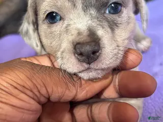 Jack Chi dogs Jack Chi Puppy 3 - Ad 3