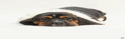 Basset Hound dogs for sale: Arrow - Ad 6