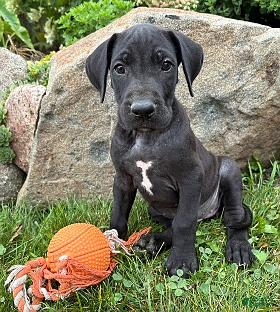 Great Dane dogs Eloise - Ad 1