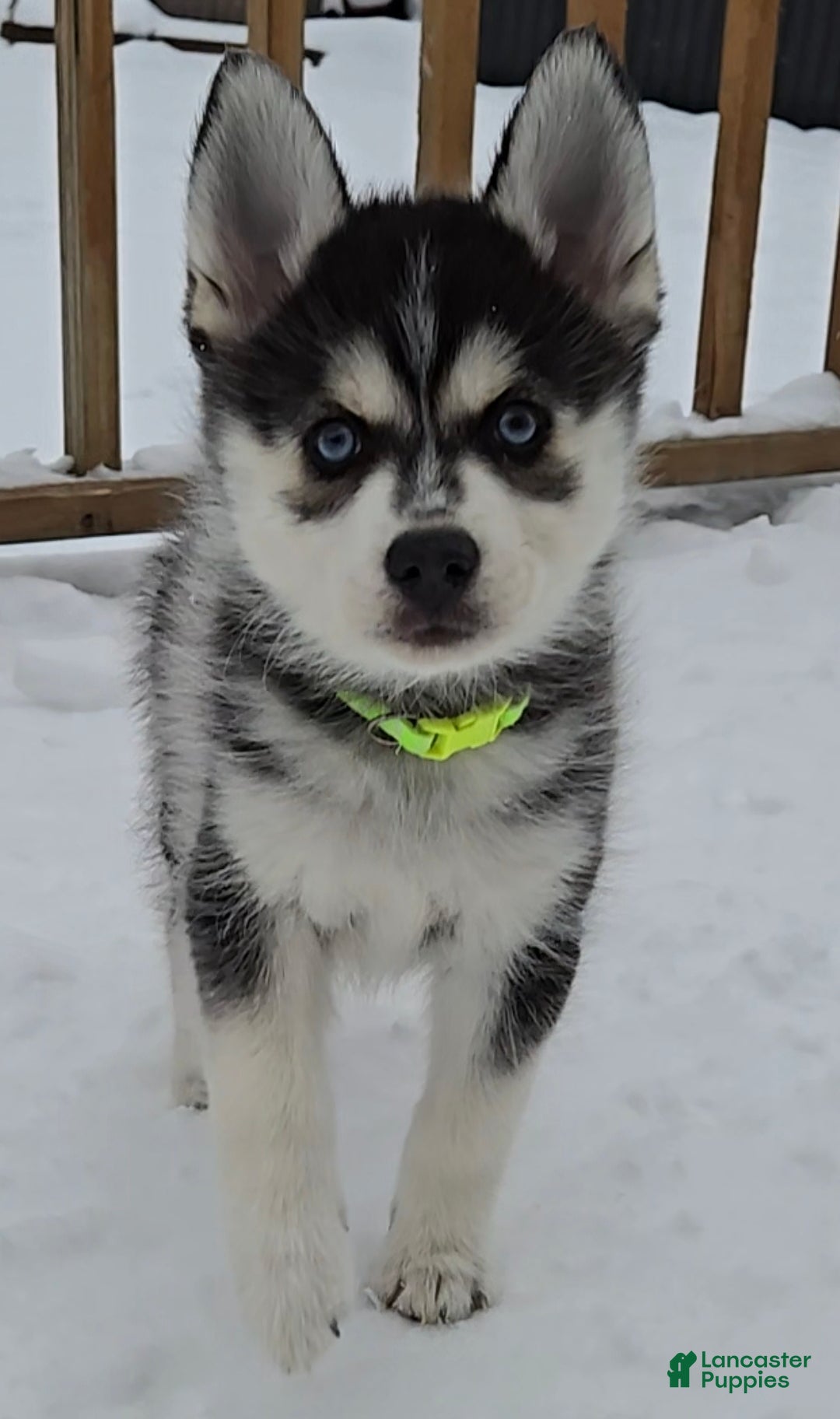 Pomsky dogs for sale: Rocky - Ad 2