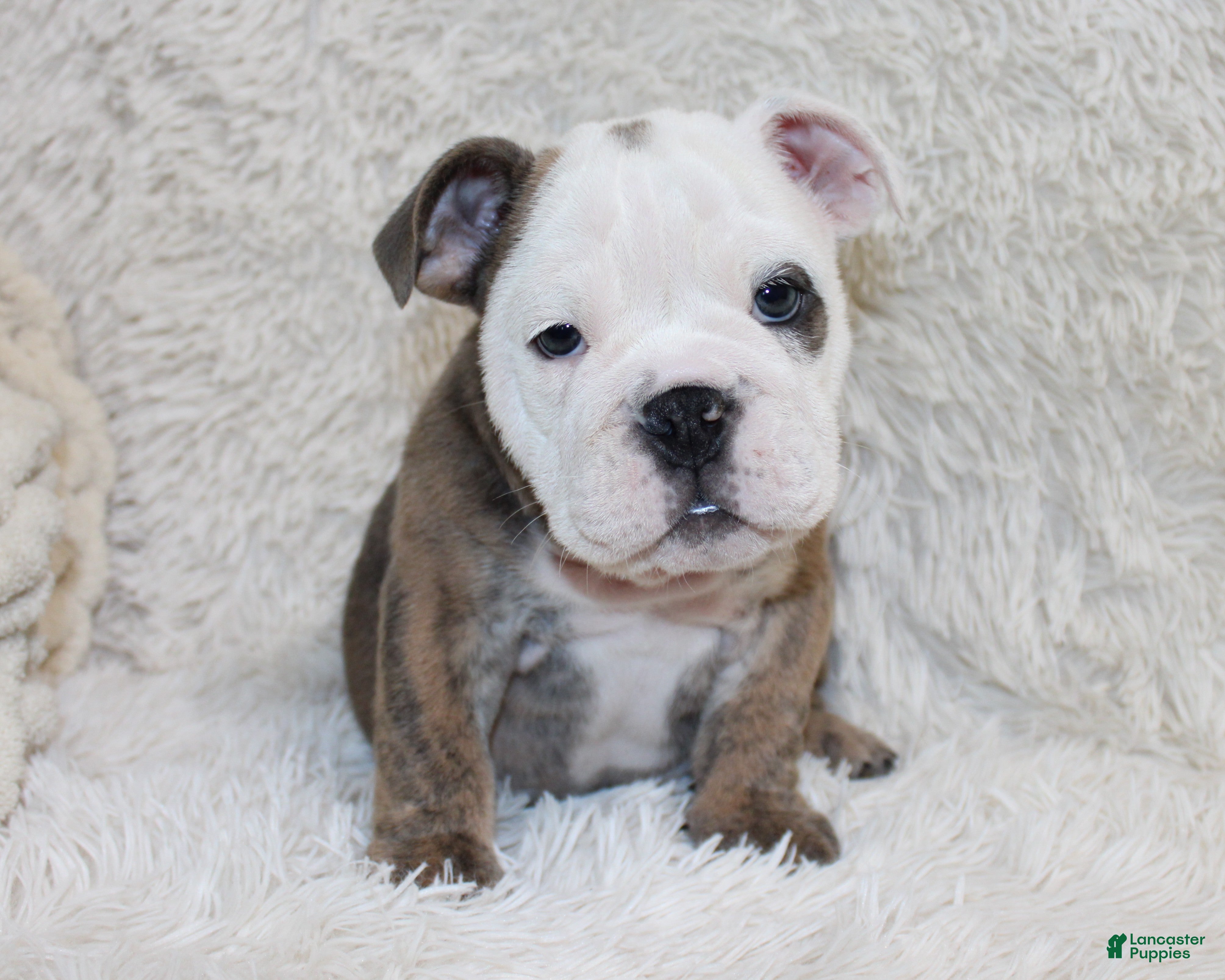 English Bulldog dogs Curry - Ad 1