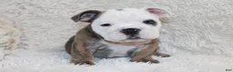 English Bulldog dogs for sale: Curry - Ad 1
