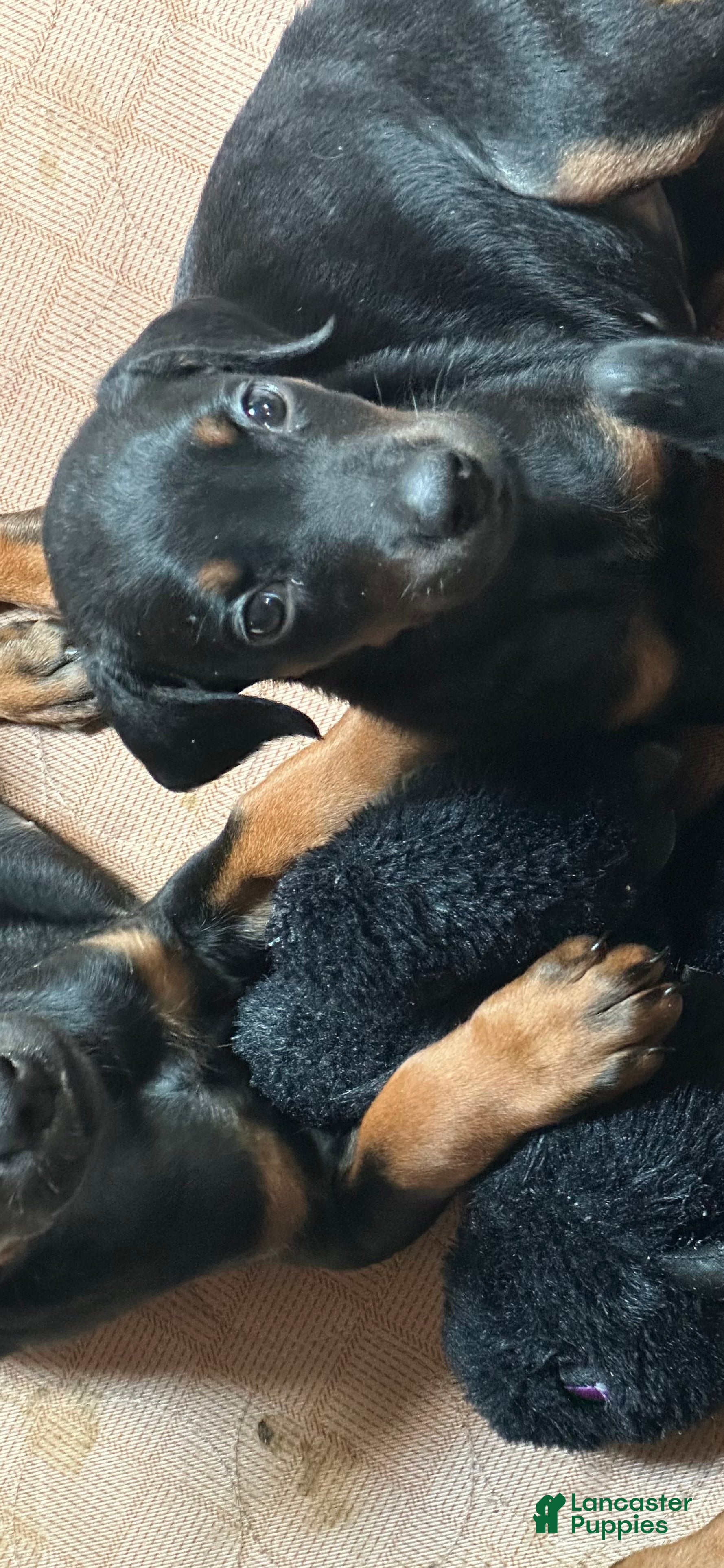 Doberman Pinscher dogs Doberman Pinscher 6 - Ad 6
