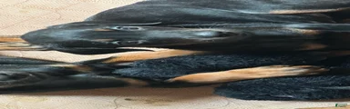 Doberman Pinscher 6