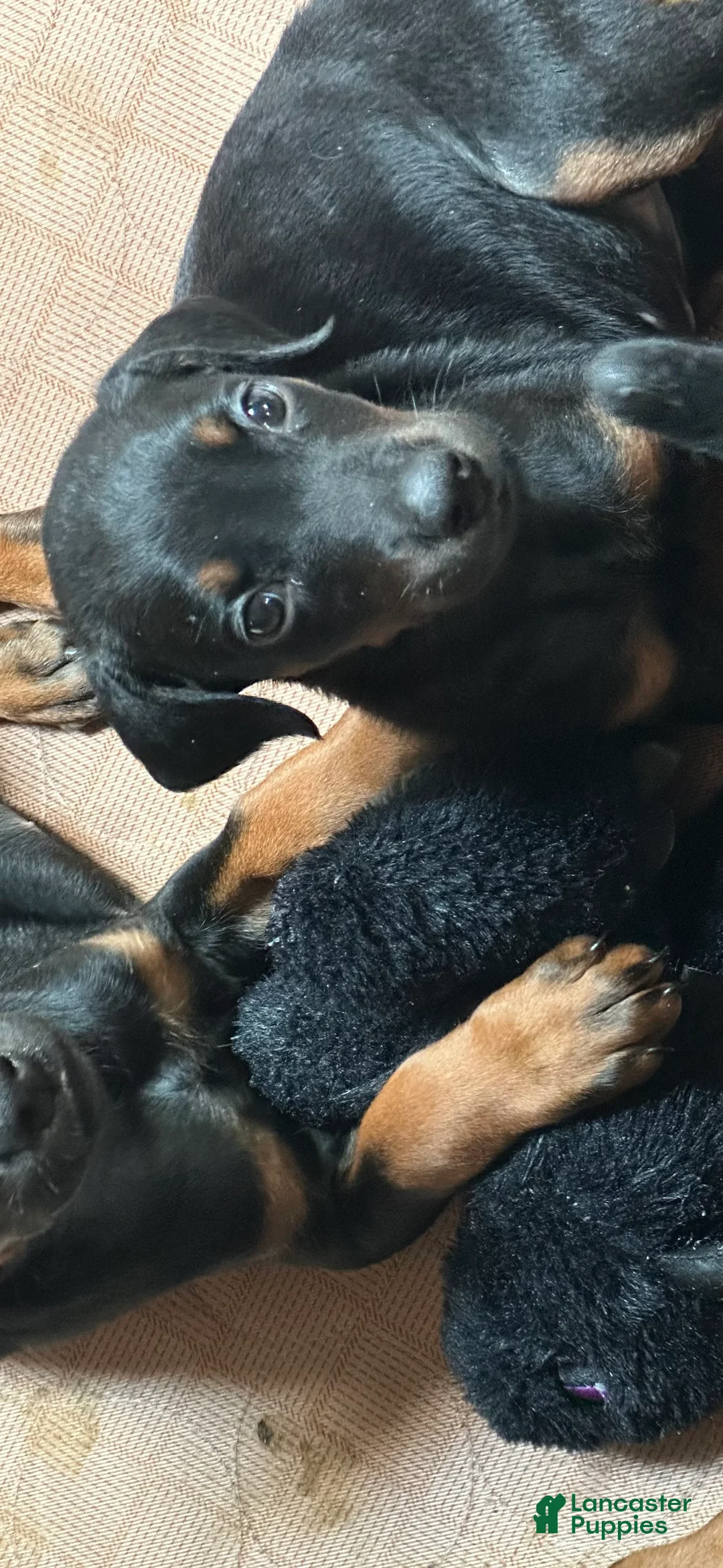 Doberman Pinscher dogs for sale: Doberman Pinscher 6 - Ad 1