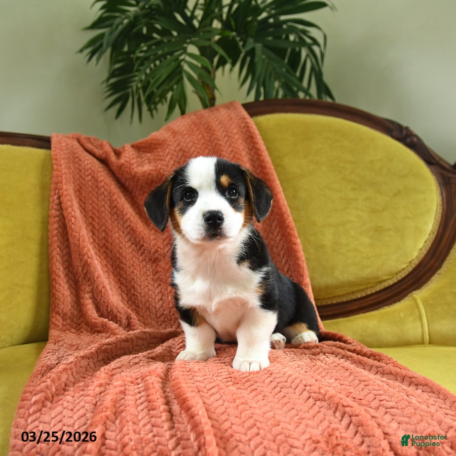 Welsh Corgi Pembroke dogs Titus - Ad 1