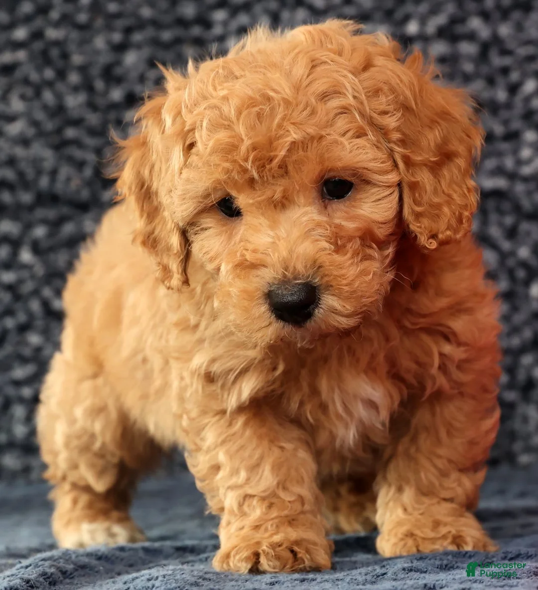 Bichpoo dogs for sale: Flint - Ad 7