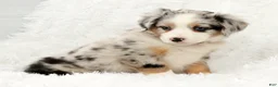 Australian Shepherd dogs for sale: Zoey - Ad 8