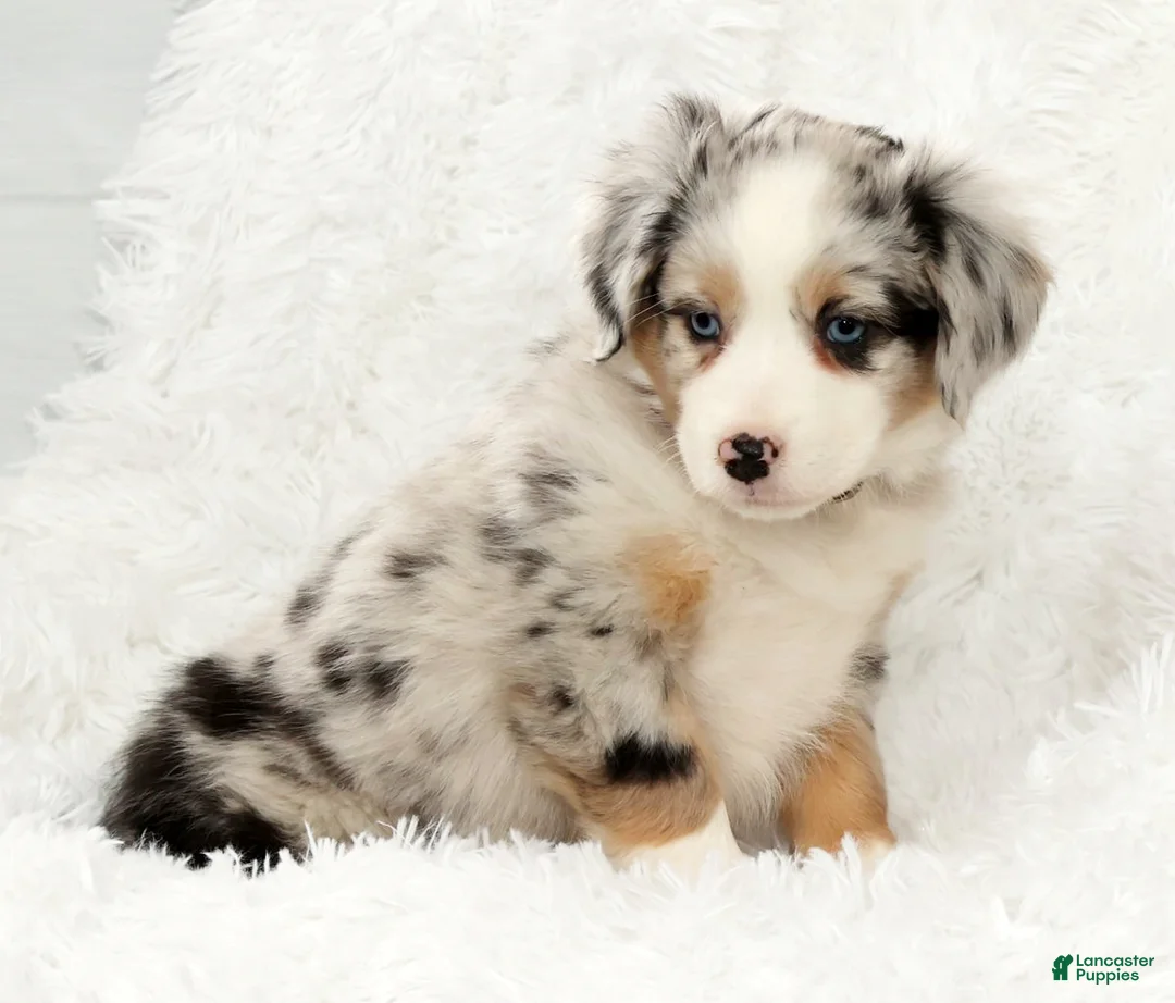 Australian Shepherd dogs for sale: Zoey - Ad 8