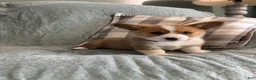 Welsh Corgi Pembroke dogs for sale: Welsh Corgi Pembroke 4 - Ad 3