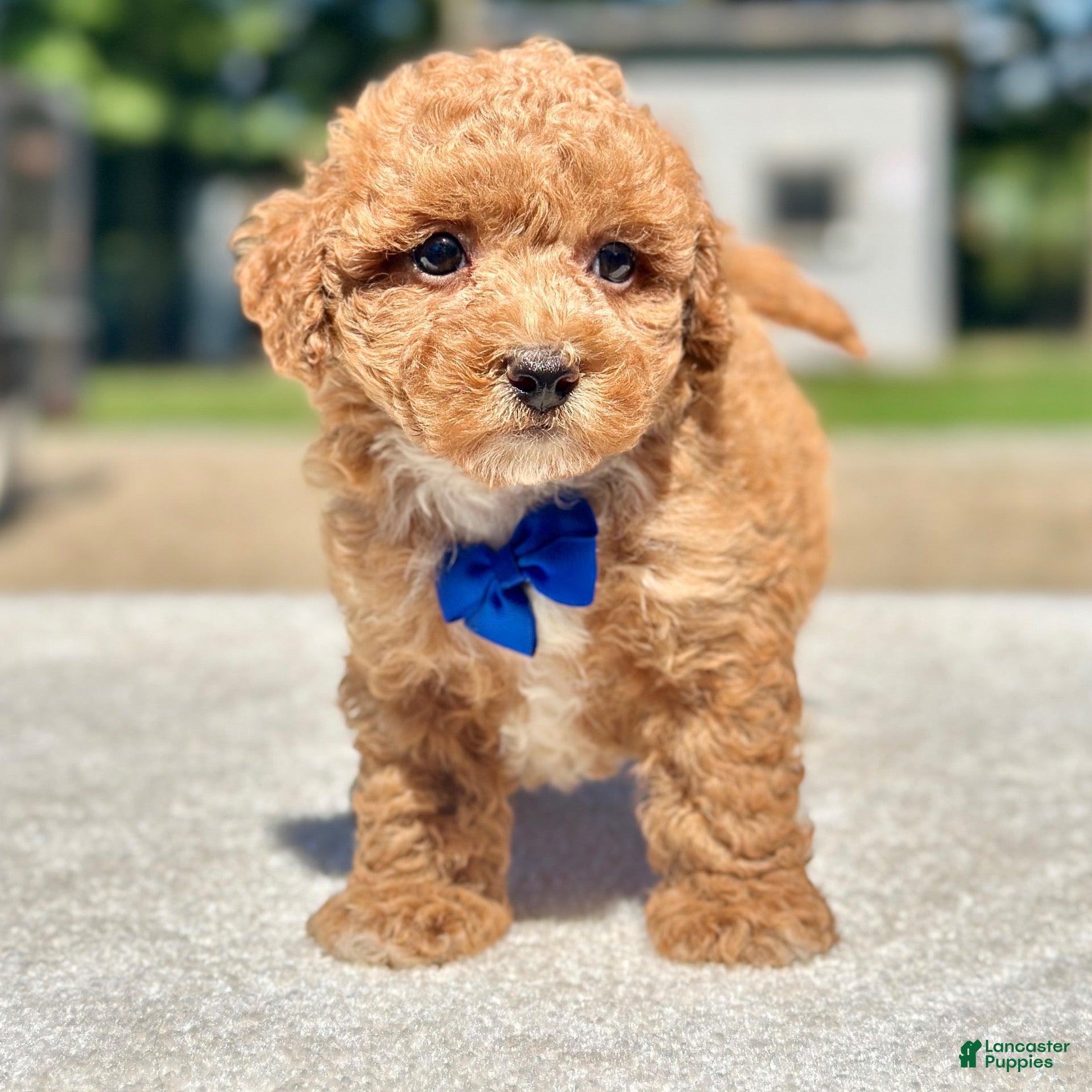 Maltipoo dogs Chase  - Ad 2